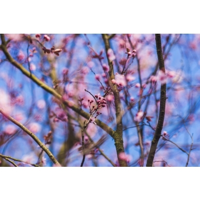 selective-focus-of-tree-in-pink-blossom.jpg