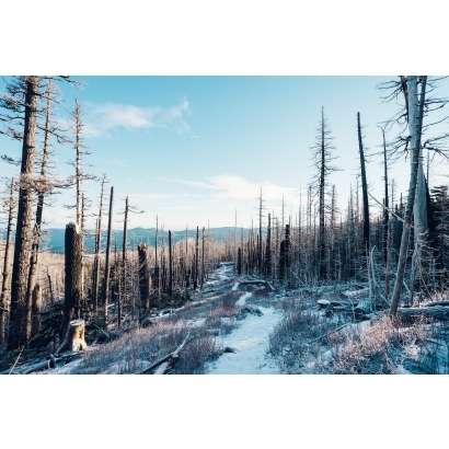 fallen-trees-in-forest-in-winter.jpg